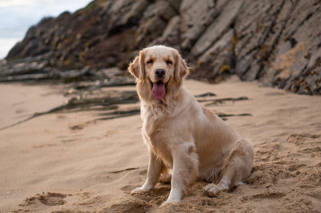 golden retriever