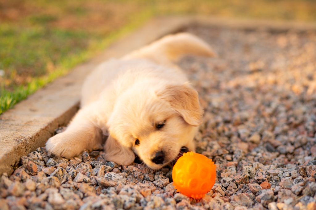 golder retriever