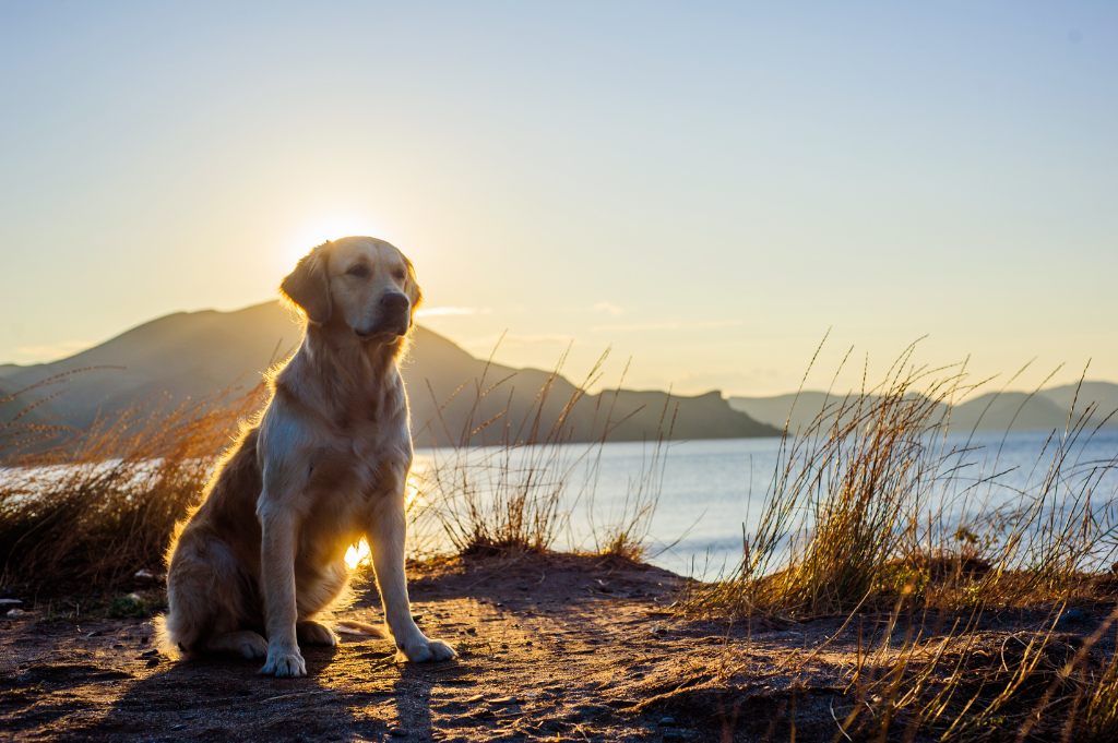 golder retriever