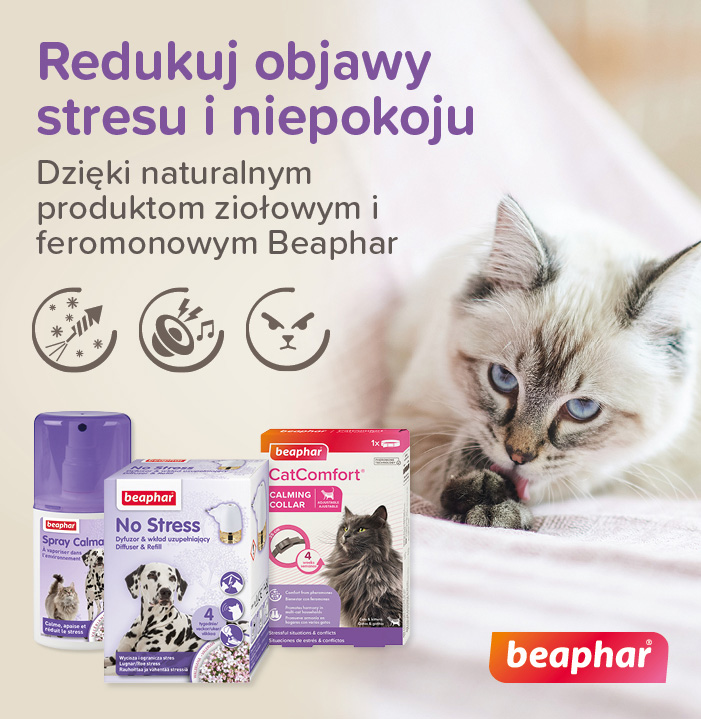 Redukuj objawy stresu u kota