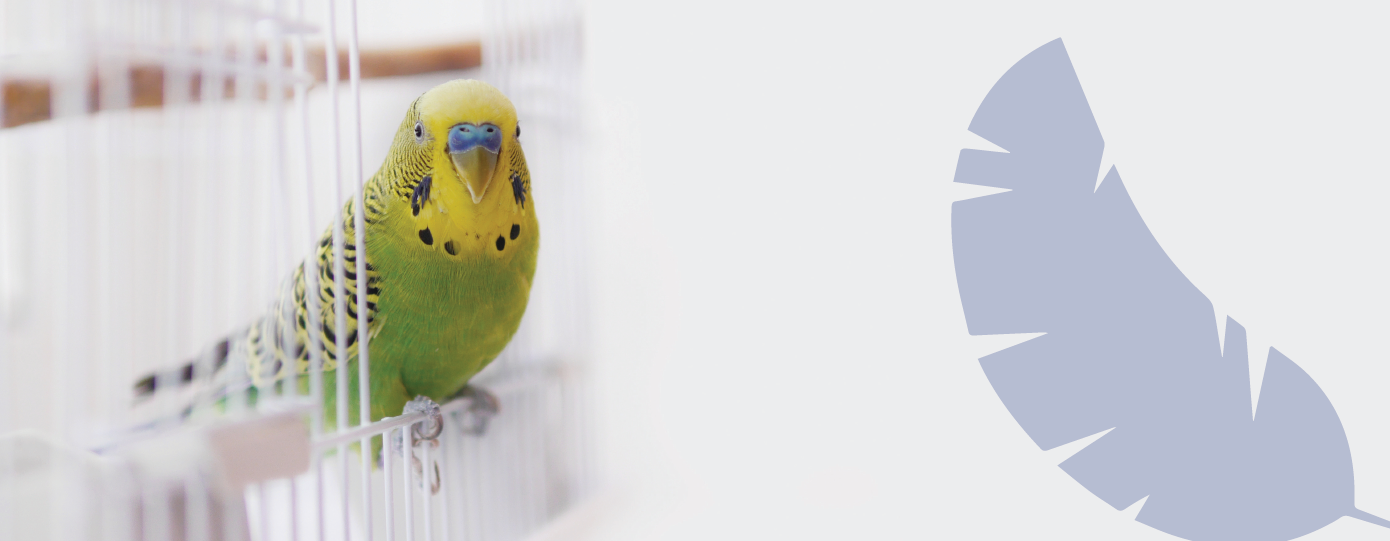 Klatka dla papugi – jak wybrać odpowiednią?
