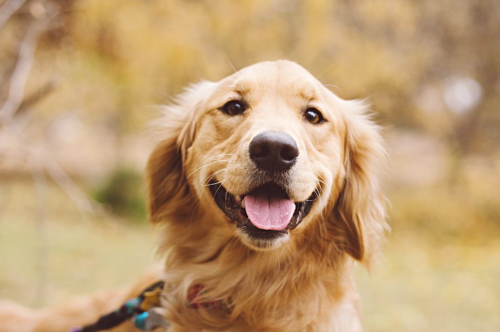 Golden retriever - opis rasy, pielęgnacja i charakter