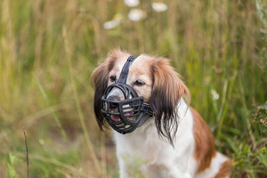 Trixie Kaganiec Muzzle Flex silikonowy S czarny