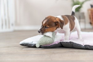Trixie Junior Słoń zabawka dla szczeniąt plusz 13cm