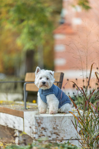 Trixie Ajou płaszczyk dla psa niebieski XS: 27cm