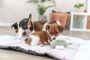 Trixie Junior Słoń zabawka dla szczeniąt plusz 13cm