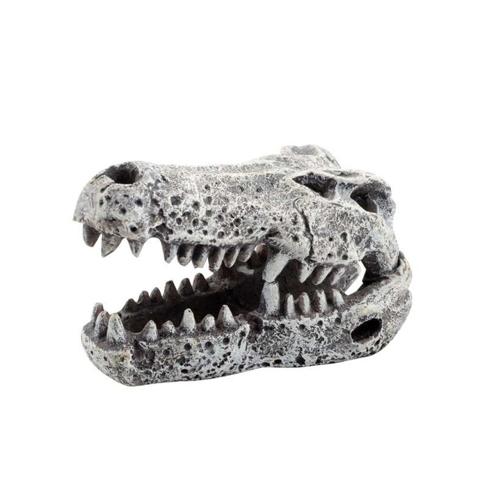 Aqua Natura Czaszka krokodyla 6 cm