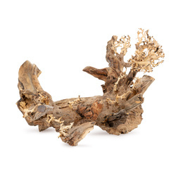 Terra Natura Tonące drzewo Bonsai nr 50 70x50 cm