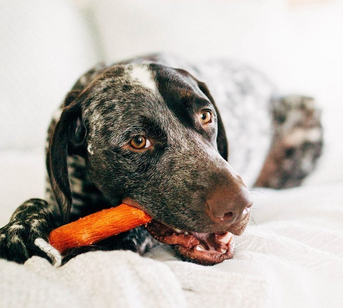 Petstages Dogwood Mesquite BBQ Stick - Gryzak Rozmiar L