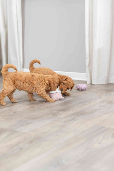 Trixie Junior Świnka "Baranek" z Ukrytą Wiadomością dla Szczeniąt 13cm