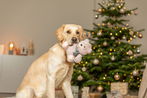 Trixie Xmas Cichy Pluszowy Miś w Szaliku 19 cm