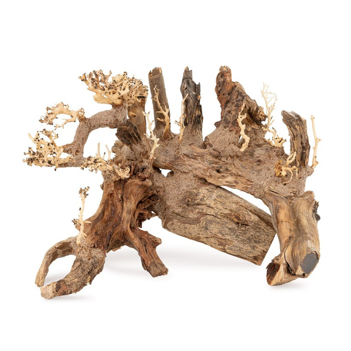 Terra Natura Tonące drzewo Bonsai nr 50 40x30 cm