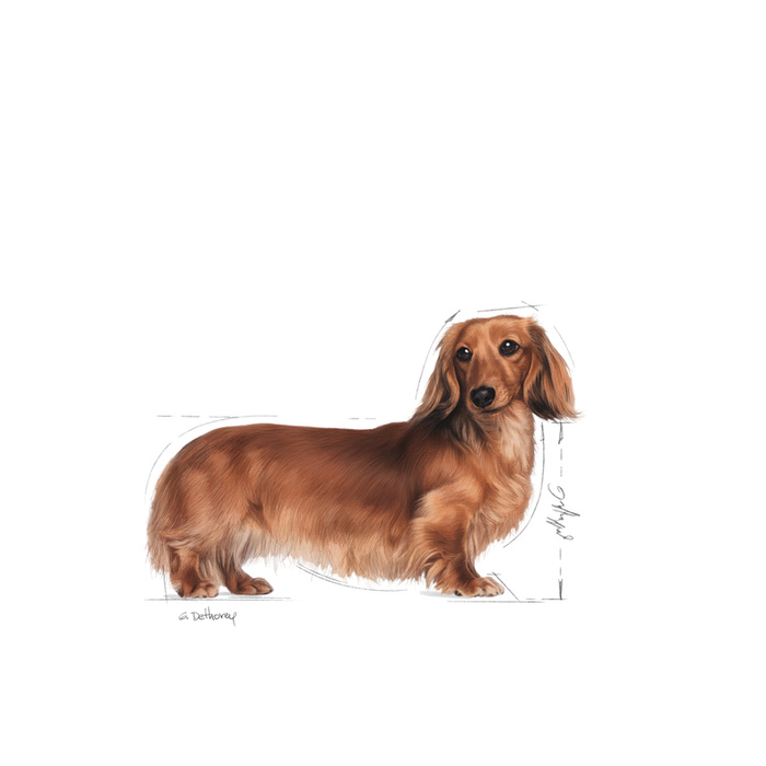 Royal Canin Dachshund Adult 1,5kg