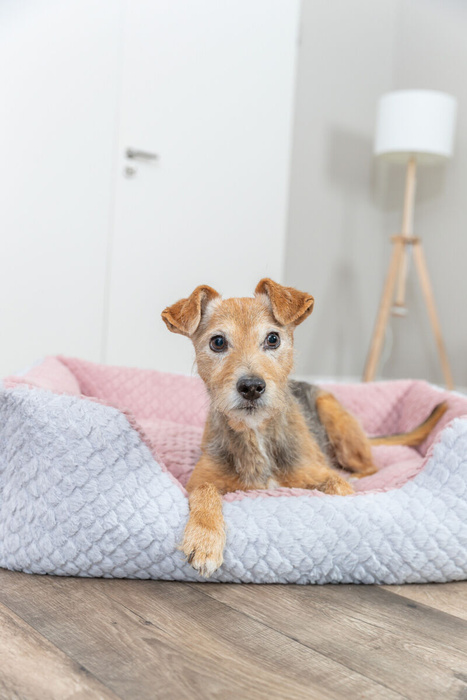 Trixie Kaline Mio Legowisko z Brzegiem Szaro-Różowe 50x40cm