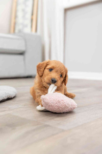 Trixie Junior Świnka "Baranek" z Ukrytą Wiadomością dla Szczeniąt 13cm