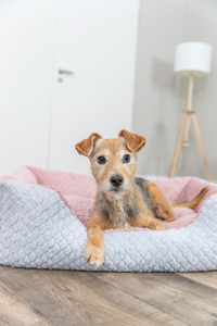 Trixie Kaline Mio Legowisko z Brzegiem Szaro-Różowe 50x40cm