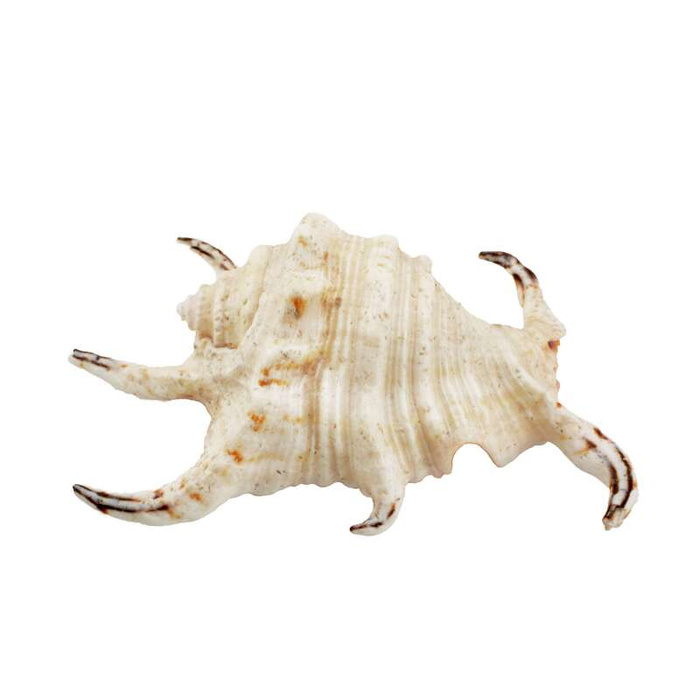 Aqua Natura Dekoracja akwariowa muszla skrzydelnika duża 12cm