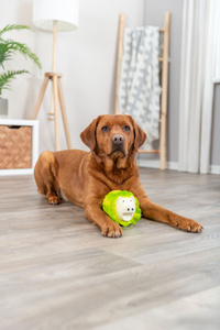 Trixie Świnka kapusta zabawka dla psa jasnozielona lateks 23cm z dźwiękiem