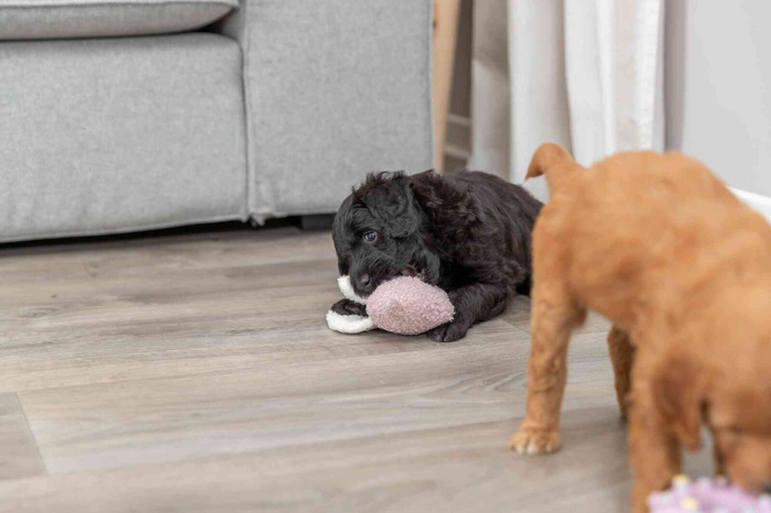 Trixie Junior Świnka "Baranek" z Ukrytą Wiadomością dla Szczeniąt 13cm