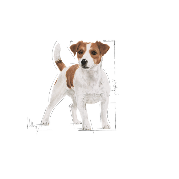 Royal Canin Mini Adult 800g