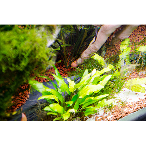 HOBBY Laterit 20 Balls 15mm Nawóz w Kulkach do Roślin