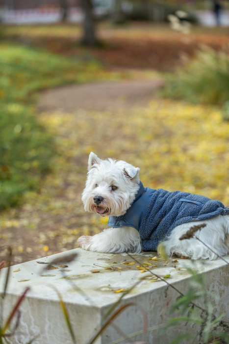 Trixie Ajou płaszczyk dla psa niebieski XXS: 21cm