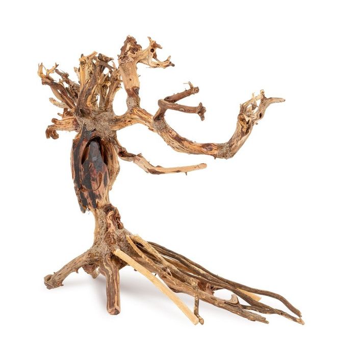 Terra Natura Tonące drzewo Bonsai nr 14 25x20