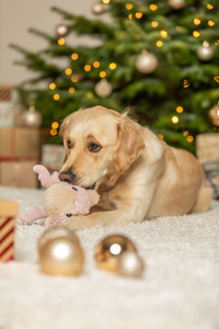 Trixie Xmas Renifer Pluszowa zabawka dla psa z dźwiękiem 18 cm