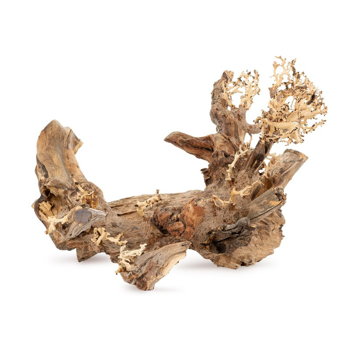 Terra Natura Tonące drzewo Bonsai nr 50 40x30 cm