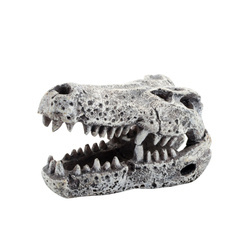 Aqua Natura Czaszka krokodyla 6 cm