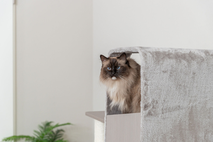 Trixie Marina Stabilny drapak dla kota z hamakiem i domkiem 132cm Szary