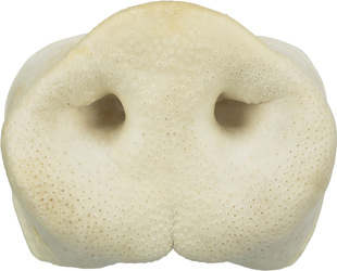 Trixie Suszone świńskie nosy 50szt