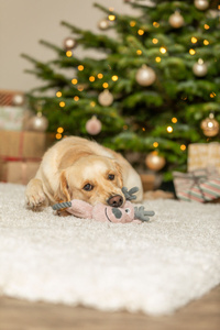 Trixie Xmas Pluszowy Renifer z Linką i Szeleszczącym Wnętrzem 47 cm