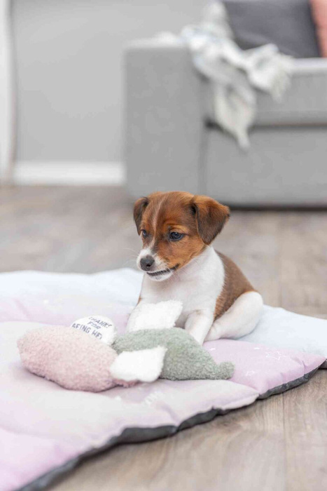 Trixie Junior Świnka "Baranek" z Ukrytą Wiadomością dla Szczeniąt 13cm