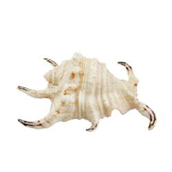 Aqua Natura Dekoracja akwariowa muszla skrzydelnika duża 12cm