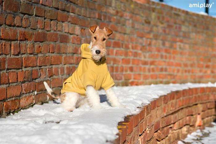 Bluza z kapturem Texas 30 cm Yorkshire Terrier żółta