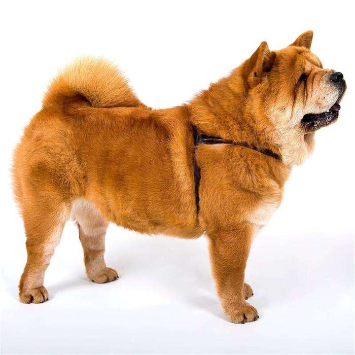 Dingo Chow-Chow Soft Szelki skórzane dla psa z długą sierścią brąz L
