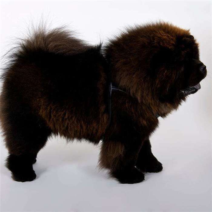 Dingo Chow-Chow Soft Szelki skórzane dla psa z długą sierścią czarne XL