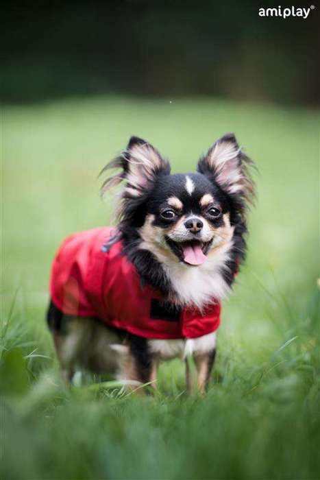 Pelerynka przeciwdeszczowa Bristol 23 cm Chihuahua czerwona