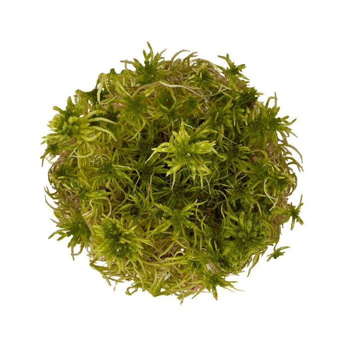 WIO Sphagnum Moss mech dekoracyjny zgniła zieleń 0,095kg