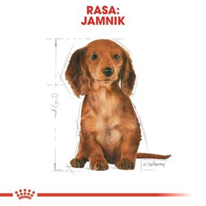 Royal Canin Dachshund Puppy 1,5kg