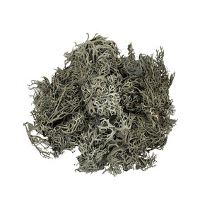 WIO Bits Lichen porost dekoracyjny zwarty 0,5kg