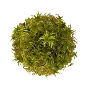 WIO Sphagnum Moss mech dekoracyjny zgniła zieleń 0,095kg